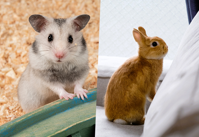 犬・猫から小動物まで幅広く対応