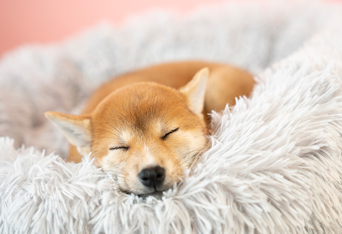 安全と健康を第一に考えたお預かり