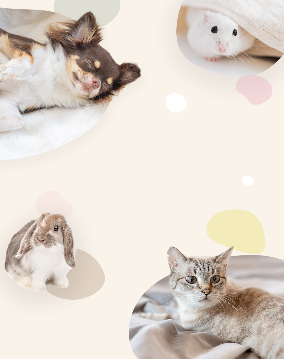 ペットホテル　函館畜犬