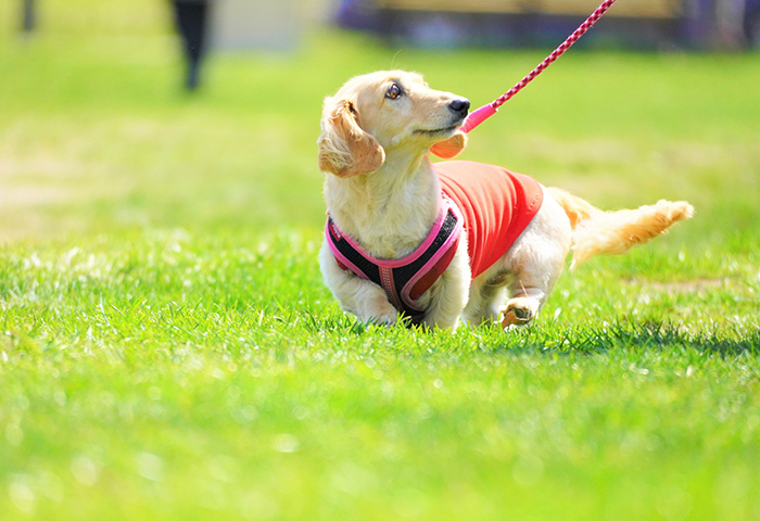 ワンちゃんのお散歩